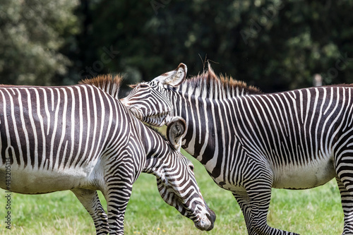 Grevy   s zebras playing in a field