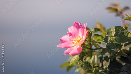Rosehip is pink color on a blue blurry background with copy space. A beautiful rosehip is blooming in summer day in the sunlight. Banner  greeting card with the image of a flower.