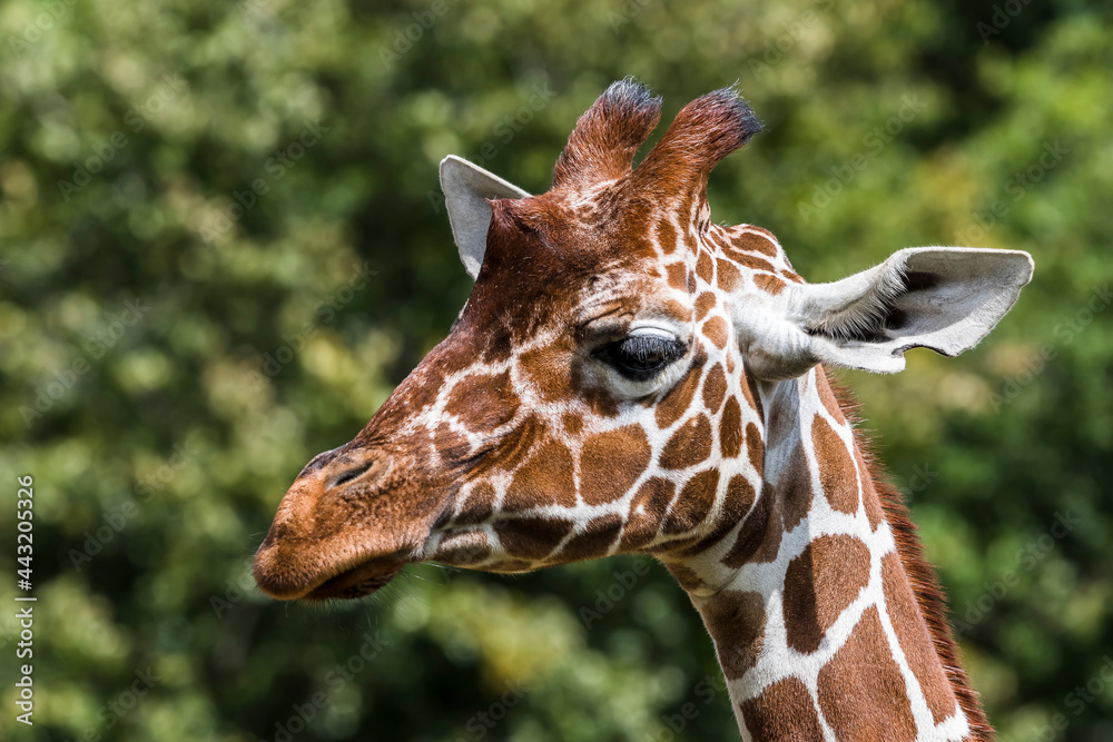Giraffe Portrait with Green Trees in the Background Giraffe Portrait with Green Trees in the Background