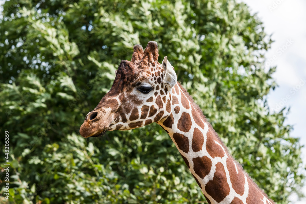 Giraffe Portrait with Green Trees in the Background Giraffe Portrait with Green Trees in the Background