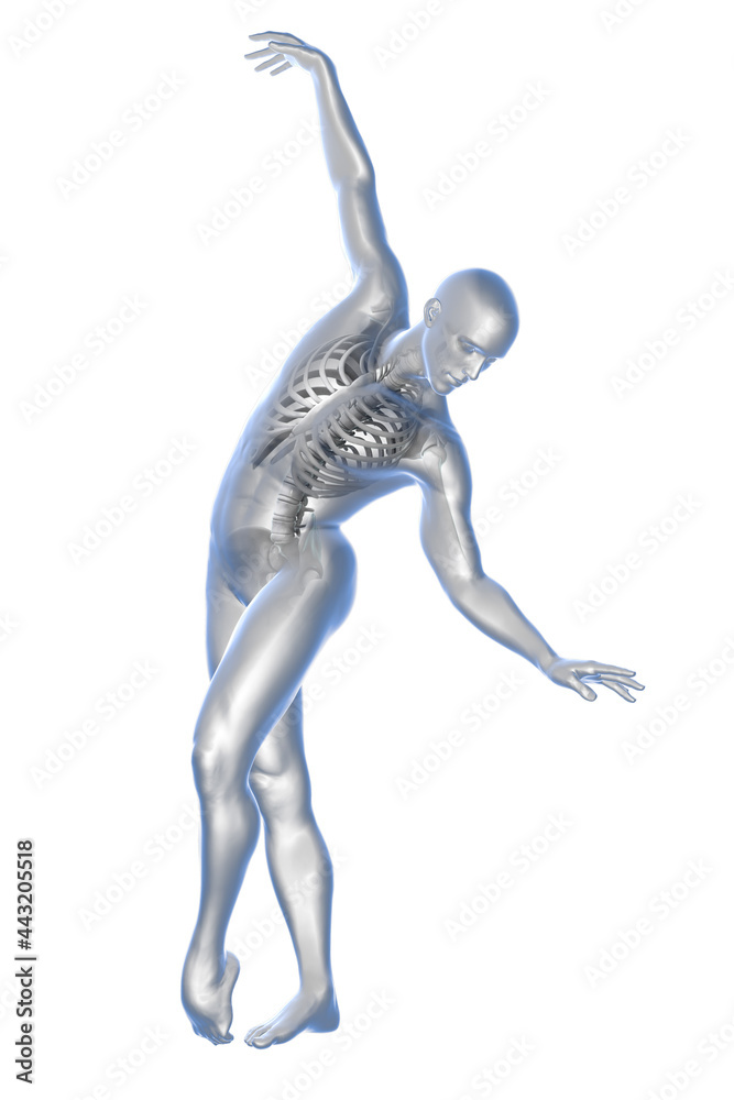 Anatomy of dancing and ballet, 3D illustration Anatomy of dancing and ballet, 3D illustration