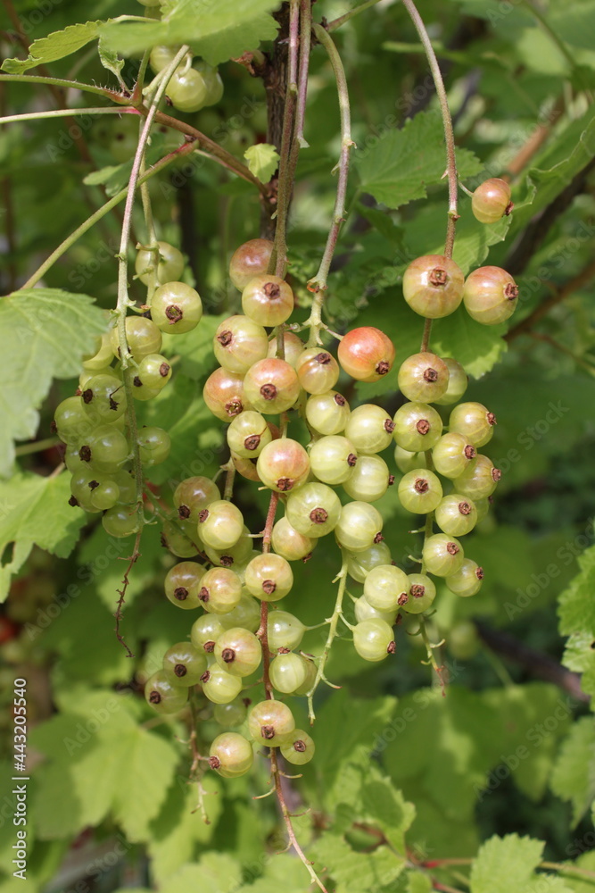 Grüne und rote Johannisbeeren hängen am Strauch Grüne und rote Johannisbeeren hängen am Strauch