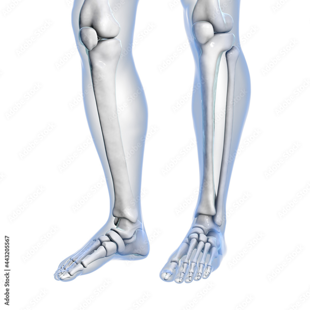 Knee and foot anatomy, close-up view, 3D illustration showing patella, femur, fibula, and tibia bones