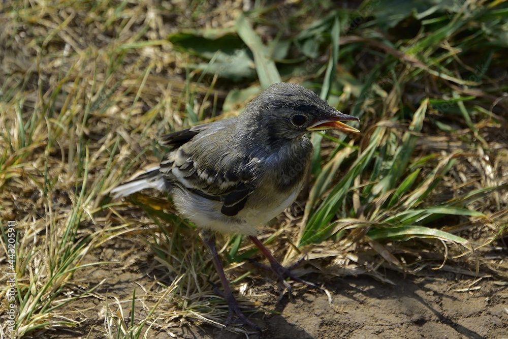 Fototapeta premium Swallow chick
