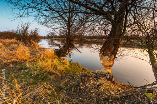 Spring at Warta river in Warta Landscape Park, Poland.
