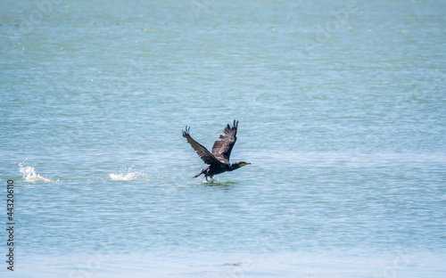 Black Cormorant flying over the sea. The great cormorant, Phalacrocorax carbo