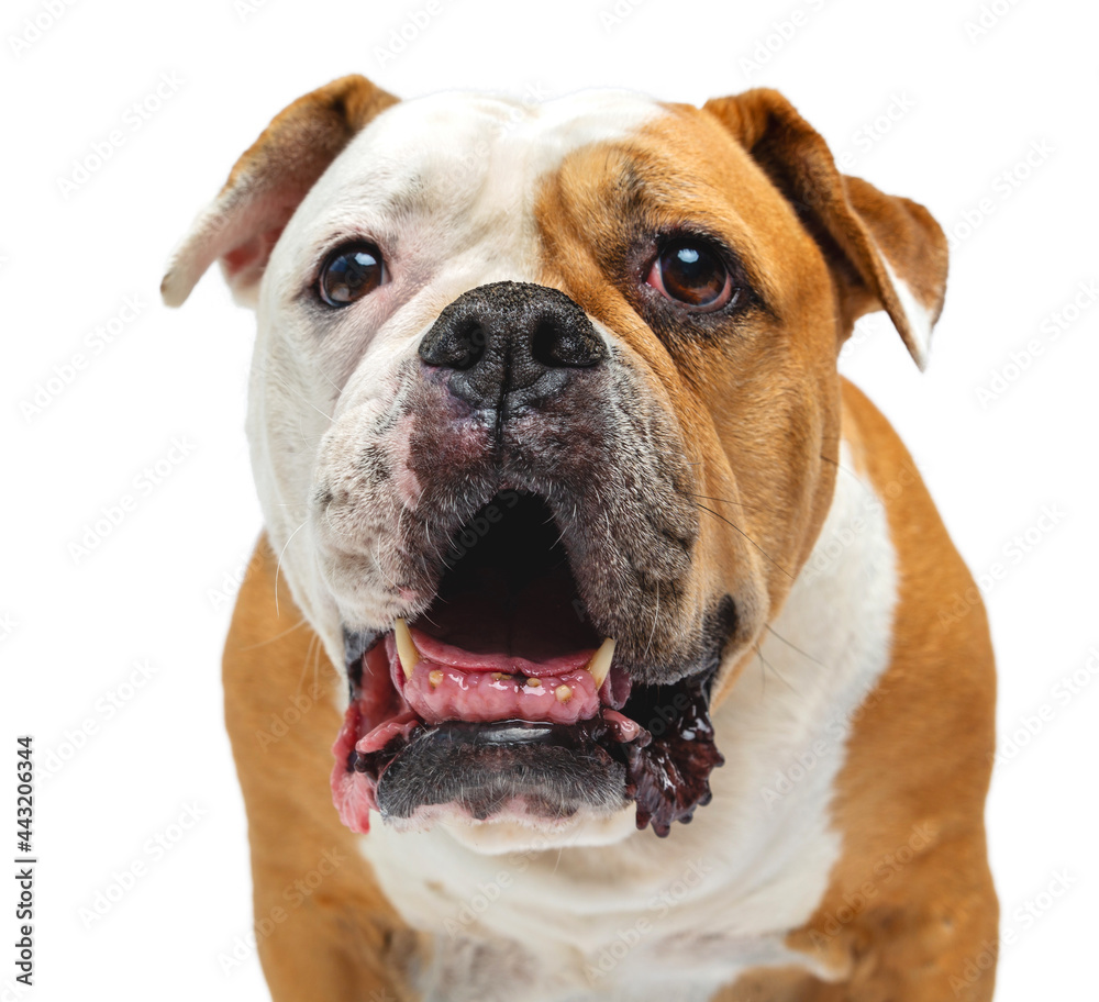 American Bulldog Dog portrait Isolated on white Background in studio