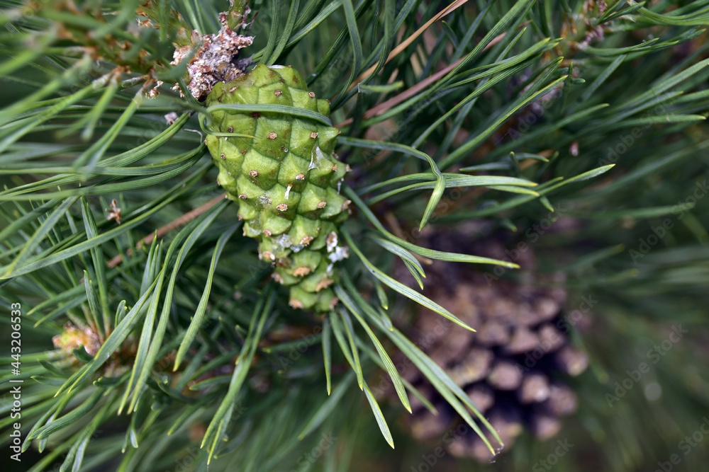 Young ripening pine cones