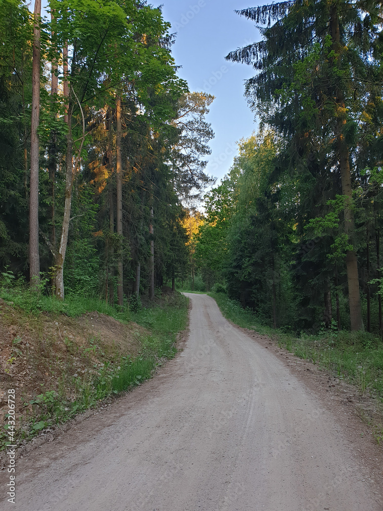 Fototapeta premium road in the forest