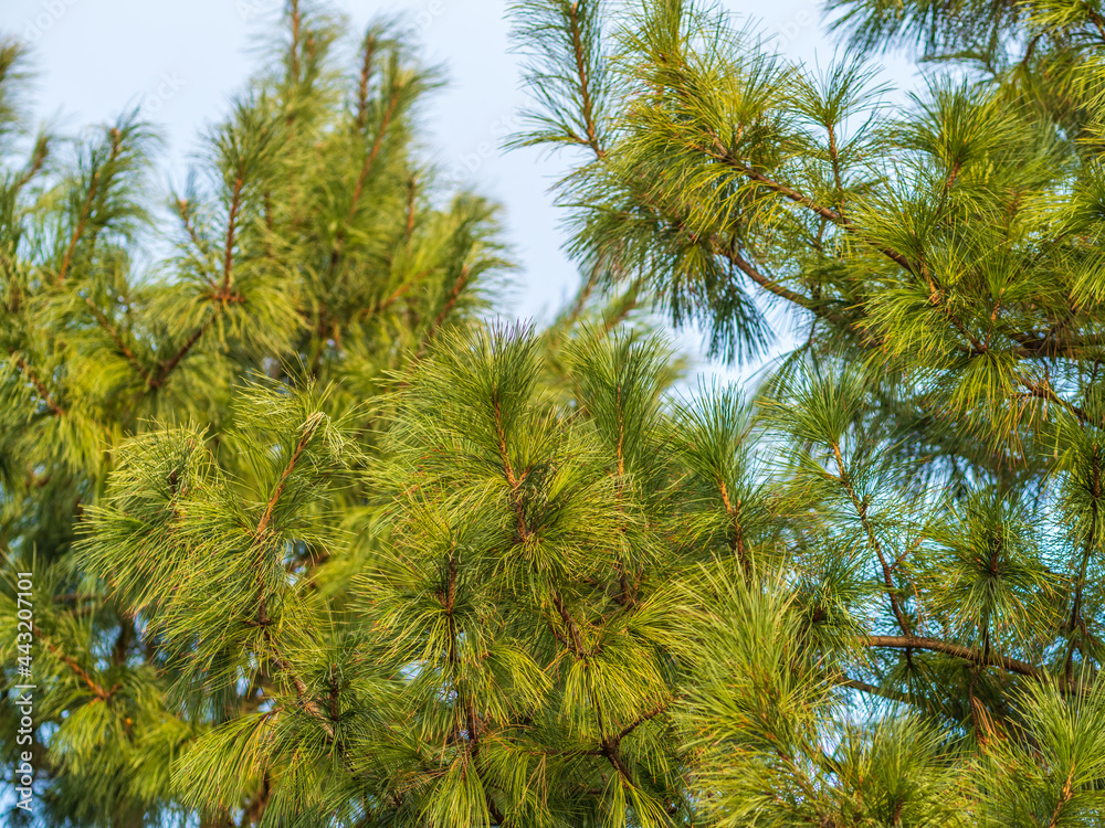 Cedar branches with long fluffy needles with a beautiful blurry background. Cedar branches with long fluffy needles with a beautiful blurry background.