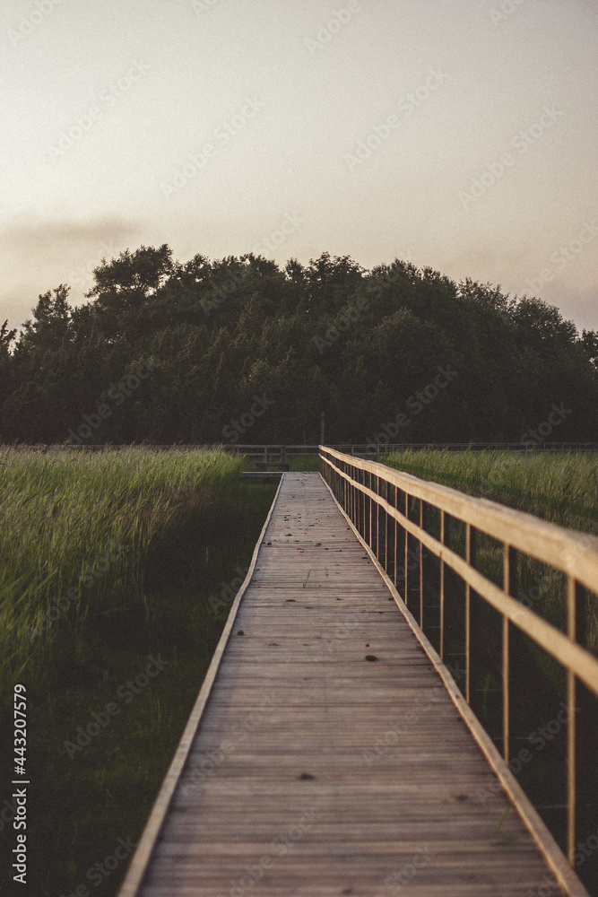 Pedestrian tourist wooden walking trail in the swamp with wooden protective barriers. Meadow with long green grass.