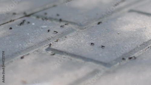 Small black ants cross the road paved with large tiles. Insects in the cracks between stones photo
