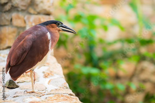 The nankeen night heron (Nycticorax caledonicus) is a heron that belongs to the genus Nycticorax and the family Ardeidae. Rufous night heron. photo