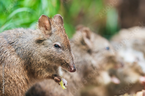 The long-nosed potoroo (Potorous tridactylus) is a species of potoroo. These small marsupials are part of the rat-kangaroo family. The long-nosed potoroo contains two subspecies tridactylus and apical photo