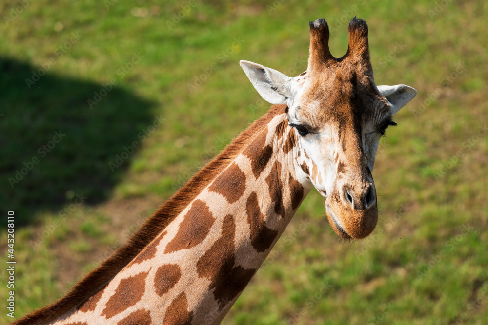The giraffe (Giraffa) is an African artiodactyl mammal, the tallest living terrestrial animal and the largest ruminant. It is traditionally considered to be one species, Giraffa camelopardalis. The giraffe (Giraffa) is an African artiodactyl mammal, the tallest living terrestrial animal and the largest ruminant. It is traditionally considered to be one species, Giraffa camelopardalis.