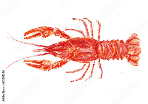 crayfish on white