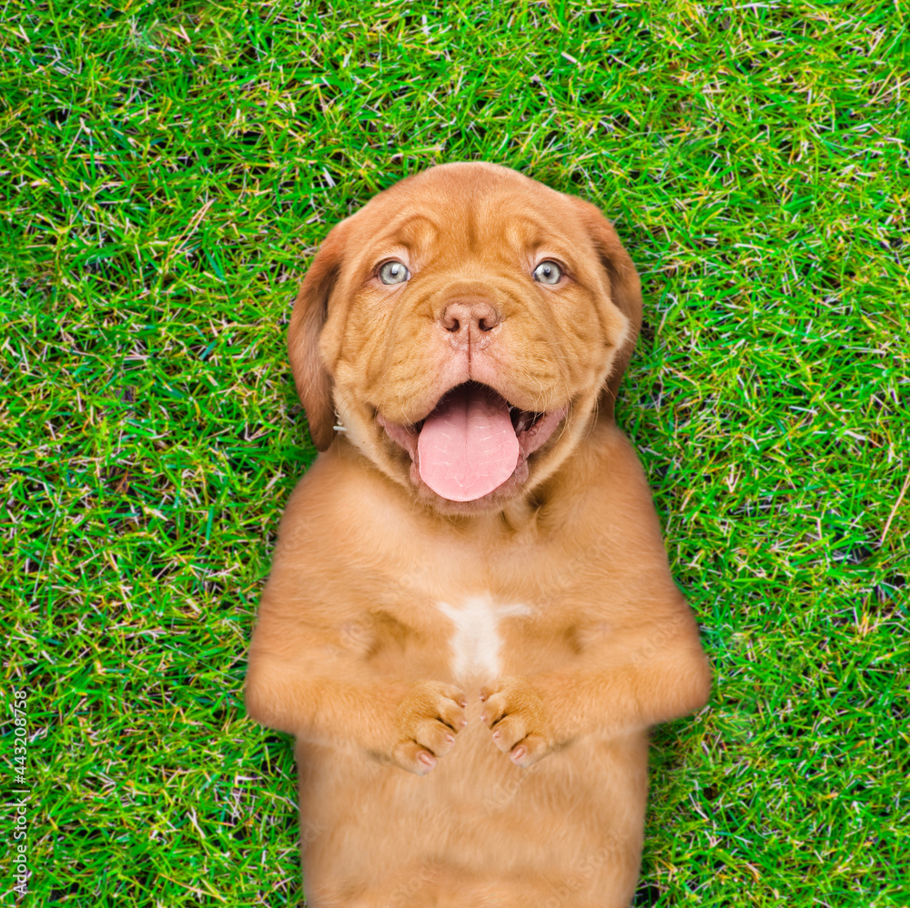 Happy mastiff puppy lies on its back on summer green grass. Top down view