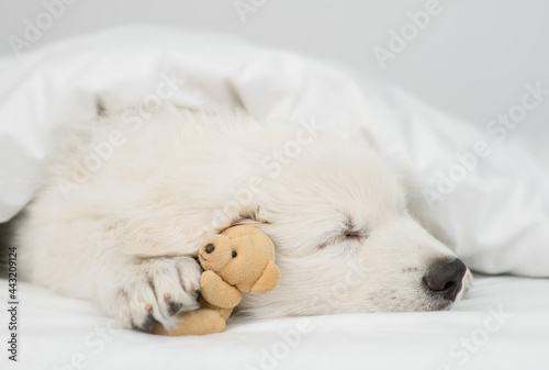White Swiss shepherd puppy sleeps with toy bear under white warm blanket on a bed at home