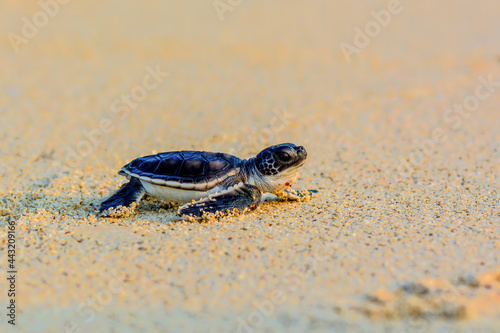 baby turtle on the beach