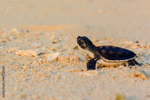 baby turtle on the beach