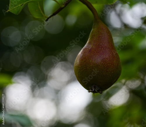 Poire