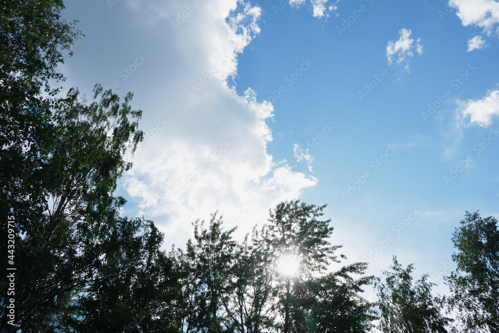 tree crowns and summer blue sky with clouds and sun tree crowns and summer blue sky with clouds and sun