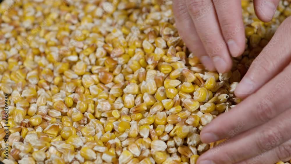 Slow Motion Dried Corn Grains Falling on Hands Farmer Texture Background Close Up. GMO Corn Kernels Maize Macro Shot. Organic Healthy Food. Slow Motion Farmer Holding Organic Corn Maize in Hands Slow Motion Dried Corn Grains Falling on Hands Farmer Texture Background Close Up. GMO Corn Kernels Maize Macro Shot. Organic Healthy Food. Slow Motion Farmer Holding Organic Corn Maize in Hands