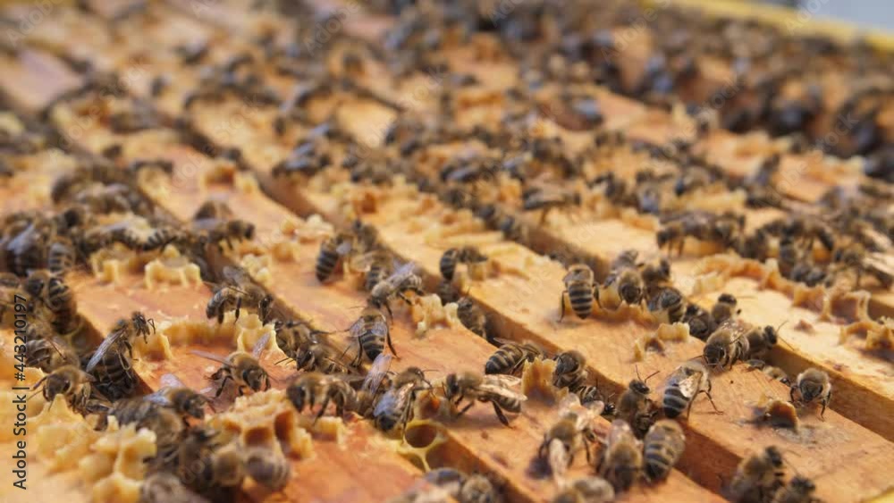 A colony of bees swarms in the hive. large shots of bees A colony of bees swarms in the hive. large shots of bees