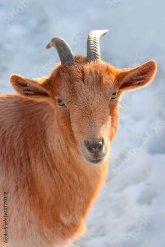 Portrait of a red goat.