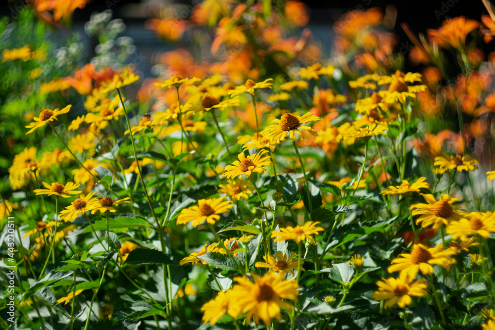 Yellow summer flowers against a background of orange lilies as a picturesque painting. Yellow summer flowers against a background of orange lilies as a picturesque painting.