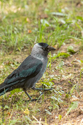 crow on the grass © Natalie