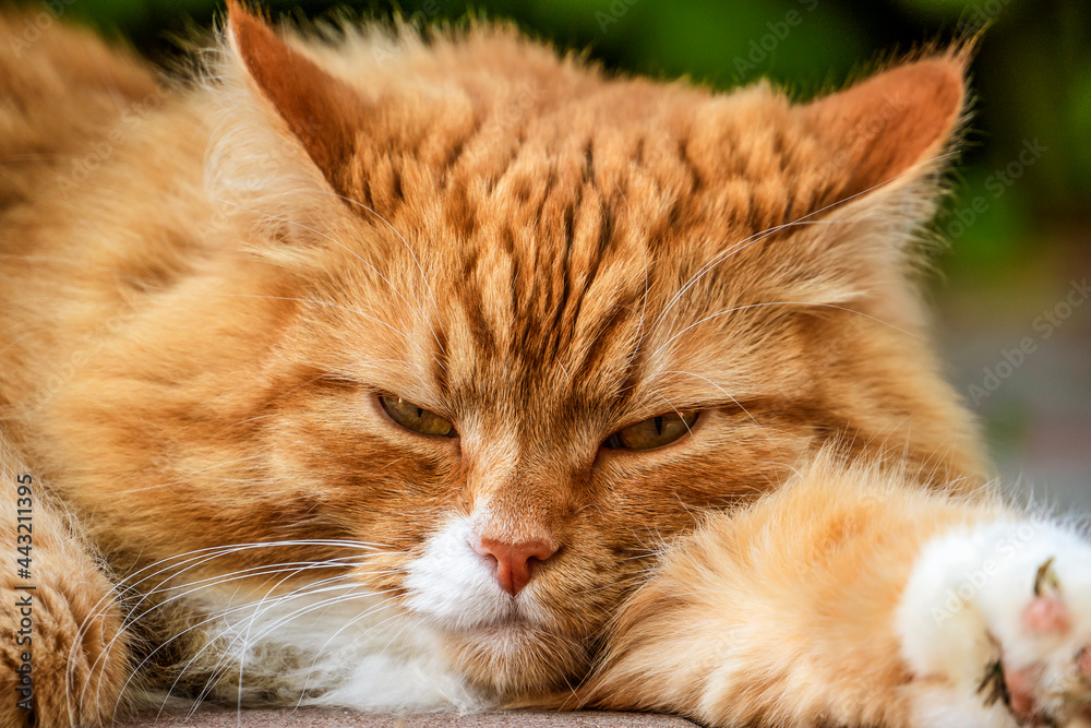 The portrait of red domestic cat looking at the camera. The portrait of red domestic cat looking at the camera.