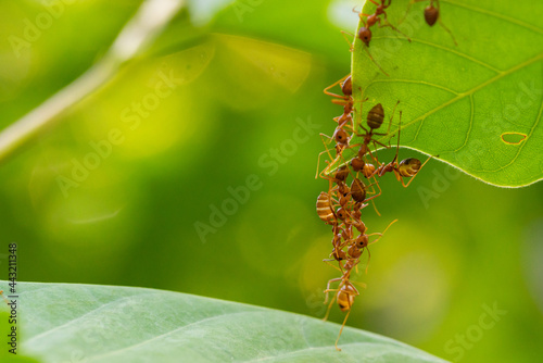 Ant action standing.Ant bridge unity team,Concept team work together Red ant,Weaver Ants (Oecophylla smaragdina),Action of ant carry food © frank29052515
