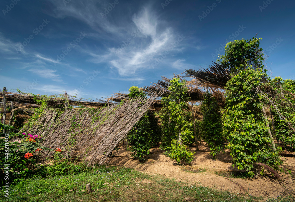 organic pepper farm peppercorn trees cultivation view in kampot cambodia organic pepper farm peppercorn trees cultivation view in kampot cambodia