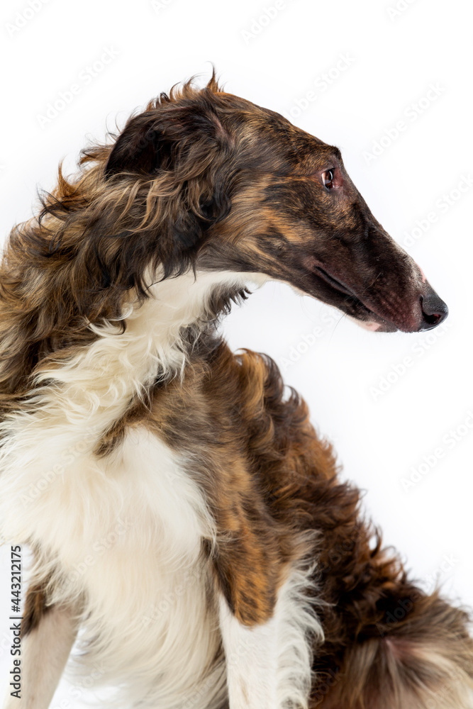 Russian borzoi, Russian hound greyhound Dog Isolated on white Background in studio Russian borzoi, Russian hound greyhound Dog Isolated on white Background in studio