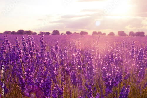Lavender fields at sunset in Brihuega, Guadalajara, Spain