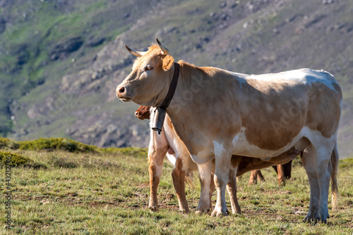 Calf sucking on a cow's teat
