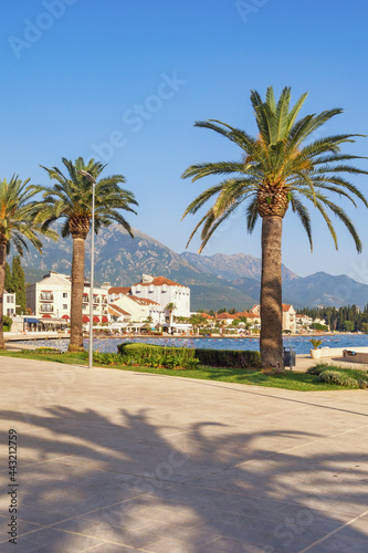 Canary Island Date Palm   Phoenix canariensis  trees on embankment of Tivat city. Vacation concept. Montenegro