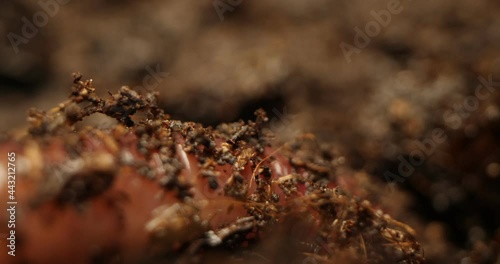 detailed extreme close-up of earthworm in the ground.