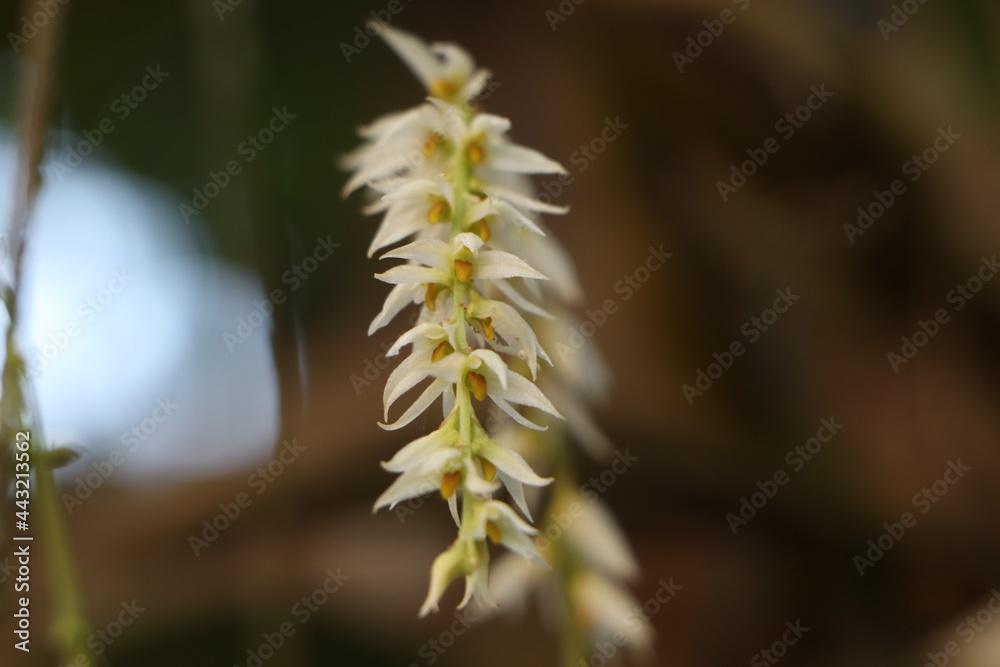 Obraz premium Beautiful burmese Bulbophyllum auricomum Lindl orchid