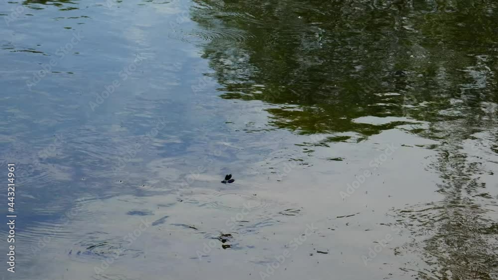 A dragonfly flies over the surface of the river.. A dragonfly flies over the surface of the river..