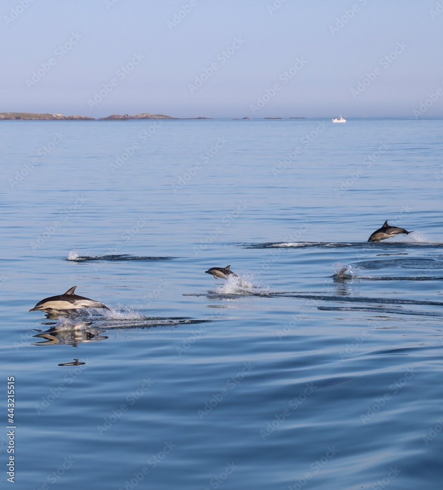 Naklejka premium Dolphins jumping on the sea 