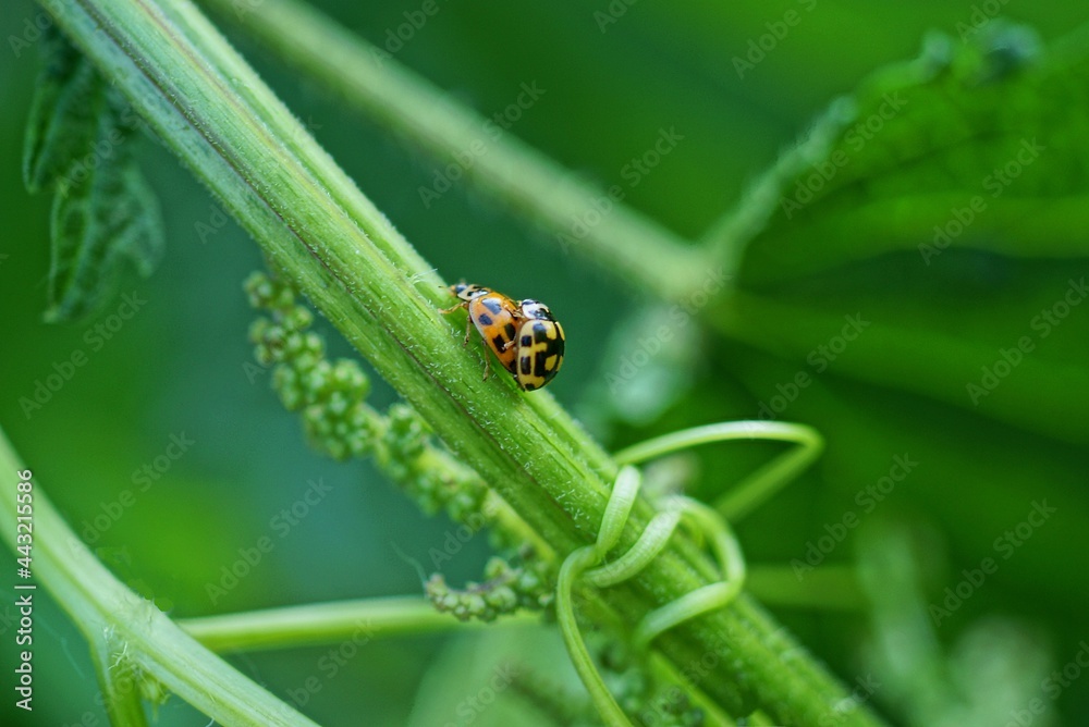 two little ladybugs mate on a green stem of a plant in nature two little ladybugs mate on a green stem of a plant in nature