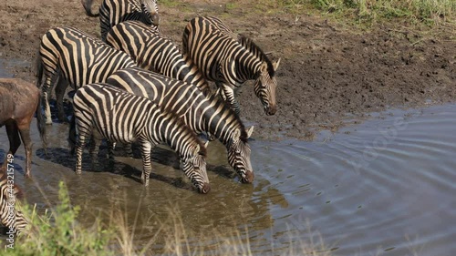 Herd of zebra drinking water