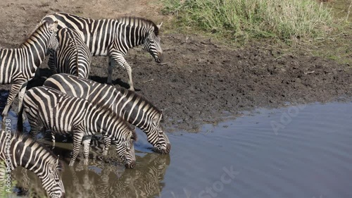 Zebras get a freight while drinking water