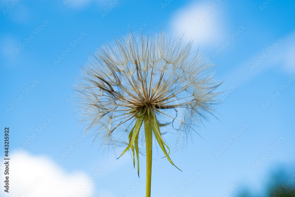 dandelion on a background of blue sky dandelion on a background of blue sky