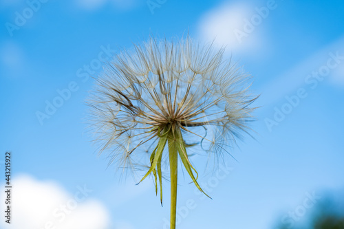 dandelion on a background of blue sky