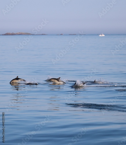 dolphins in the water in Brittany 