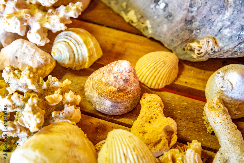 Shells of many types and sizes are found on our shelling beaches. at the sunset and warm tone.	

