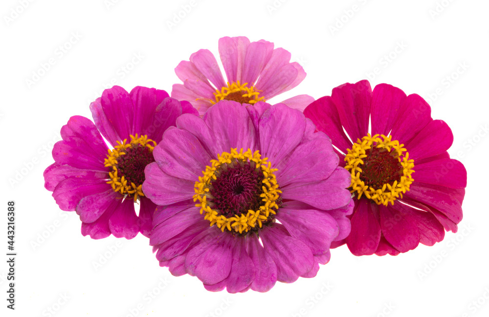 zinnia flower isolated zinnia flower isolated